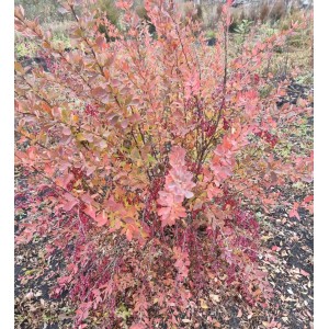 Барбарис Тунберга Ред Рокет 5лет