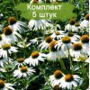 Саженцы эхинацеи пурпурной Вайт Свон (White Swan ) -  5 шт.: фото и описание