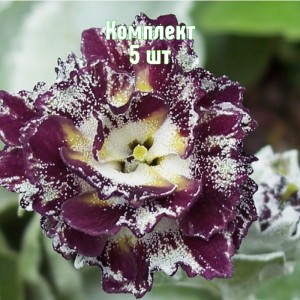 Комплект 5шт / Примула Мэрлин Стрип