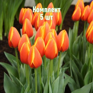 Комплект 5шт / Тюльпан Ворлд Фаворит