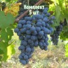 Саженцы Винограда Карменер (Carmenere) - 5 шт.: фото и описание