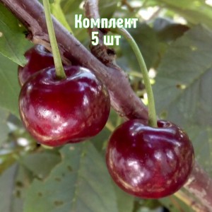 Комплект 5шт / Вишня Десертная Волжская