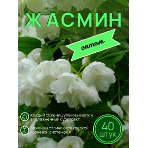 Жасмин / саженцы оптом 40 шт